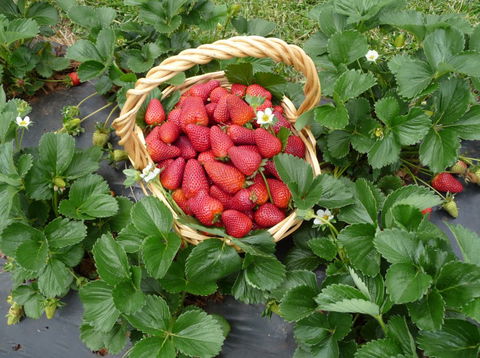 Blue Hills Berries & Cherries - Kalgoorlie Accommodation 3