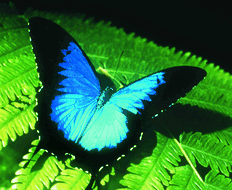 Book Cairns QLD Attractions Kalgoorlie Accommodation Kalgoorlie Accommodation