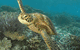 Big Cat Green Island Reef Cruises - thumb 2
