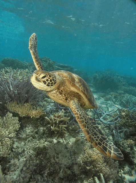 Big Cat Green Island Reef Cruises - Kalgoorlie Accommodation 2