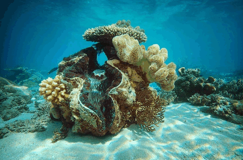 Big Cat Green Island Reef Cruises - Kalgoorlie Accommodation 3