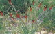 Kalbarri Wildflower Centre - thumb 0
