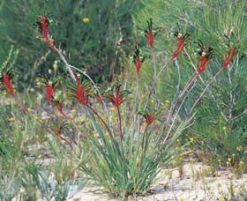 Kalbarri Wildflower Centre - Kalgoorlie Accommodation 0