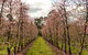Raeburn Orchards - thumb 0