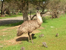 Minlaton Fauna Park - Kalgoorlie Accommodation 0