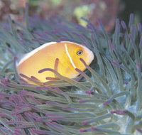 Rowley Shoals - Kalgoorlie Accommodation