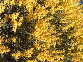 Dalwallinu WA Kalgoorlie Accommodation