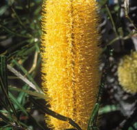 Moore River National Park - Kalgoorlie Accommodation