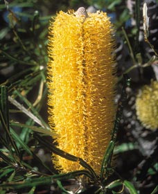 Moore River National Park - Kalgoorlie Accommodation 0