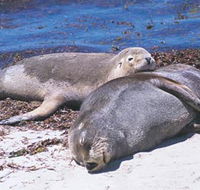 Carnac Island - Kalgoorlie Accommodation