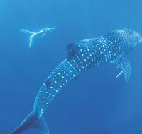 Ningaloo Marine Park - Kalgoorlie Accommodation