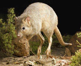 Kanyana Wildlife - Kalgoorlie Accommodation 0