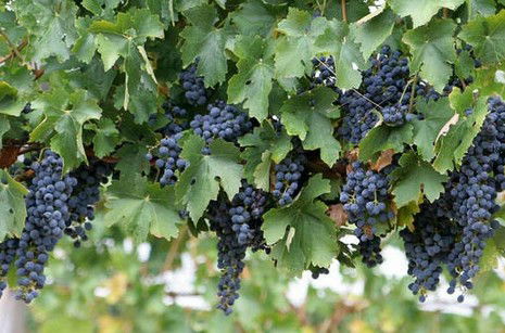 Capel Vale Wines - Kalgoorlie Accommodation 0