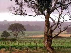 Yangarra Estate Vineyard - Kalgoorlie Accommodation 0