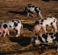 Will's Rare Breeds Farm - Kalgoorlie Accommodation