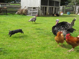 Echo Farm - Kalgoorlie Accommodation 0