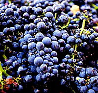 Laurel Bank Vineyard - Kalgoorlie Accommodation
