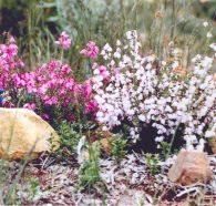 Stokes Bay Bush Garden - Kalgoorlie Accommodation