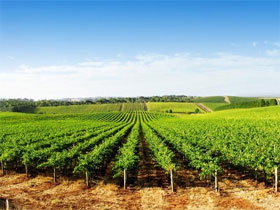 Aldinga Bay Winery - Kalgoorlie Accommodation 0