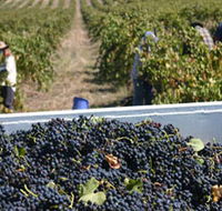 Rolf Binder Wines - Kalgoorlie Accommodation