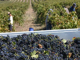 Rolf Binder Wines - Kalgoorlie Accommodation 0