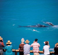 Whale Watching At Head Of Bight - Kalgoorlie Accommodation