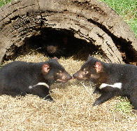 Wing's Wildlife Park - Kalgoorlie Accommodation