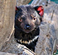 Trowunna Wildlife Sanctuary - Kalgoorlie Accommodation