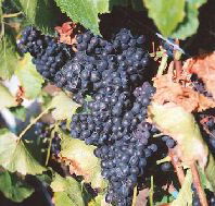 Darlington Vineyard - Kalgoorlie Accommodation