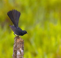 Holmes Jungle Nature Park - Kalgoorlie Accommodation