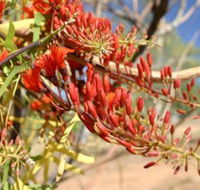 Olive Pink Botanic Garden - Kalgoorlie Accommodation