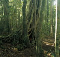 Lamington National Park Binna Burra Section - Kalgoorlie Accommodation