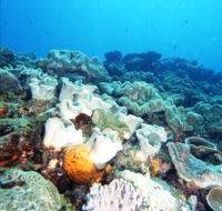 Mudjimba Old Woman Island Dive Site - Kalgoorlie Accommodation