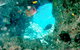 Michaelmas Cay Dive Site - thumb 0