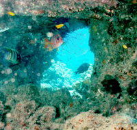 Michaelmas Cay Dive Site - Kalgoorlie Accommodation