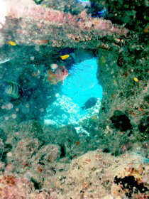 Michaelmas Cay Dive Site - Kalgoorlie Accommodation 0