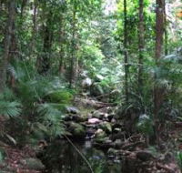 Mossman Gorge Rainforest Circuit Track Daintree National Park - Kalgoorlie Accommodation