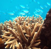 Normanby Reef - Kalgoorlie Accommodation
