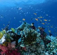 Steve's Bommie Dive Site - Kalgoorlie Accommodation