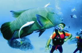Cod Hole Dive Site - Kalgoorlie Accommodation 0