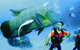 Turtle Bay Dive Site - thumb 0
