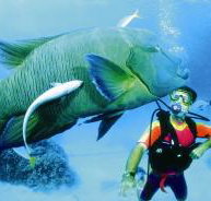 Turtle Bay Dive Site - Kalgoorlie Accommodation