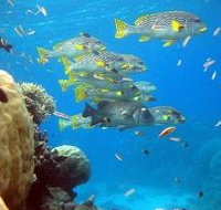 Coral Gardens Dive Site Flynn Reef - Kalgoorlie Accommodation
