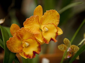 Queens Park - Orchid House - Kalgoorlie Accommodation 0