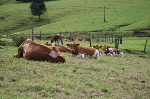 Maleny Dairies - Kalgoorlie Accommodation 4