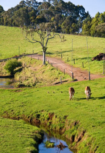 Maleny Dairies - Kalgoorlie Accommodation 6