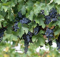 South Burnett Wine Trail - Kalgoorlie Accommodation