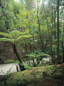 Fraser Island Great Walk - Kalgoorlie Accommodation 0