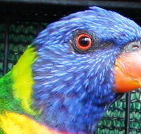 Fraser Coast Wildlife Sanctuary - Kalgoorlie Accommodation
