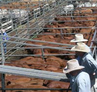 Dalrymple Sales Yards - Cattle Sales - Kalgoorlie Accommodation
